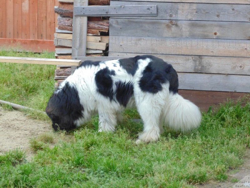 Фото: ньюфаундленд Super Bizon Melodiya (Супер Бизон Мелодия)