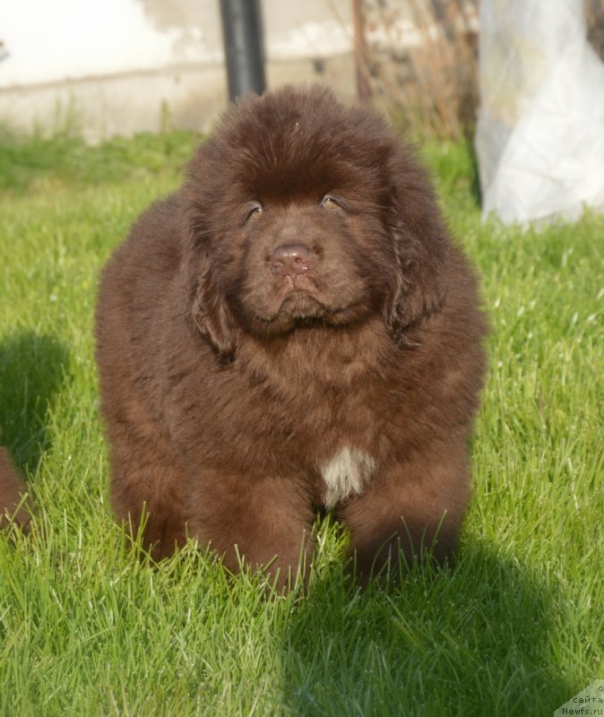 Фотография № 230468