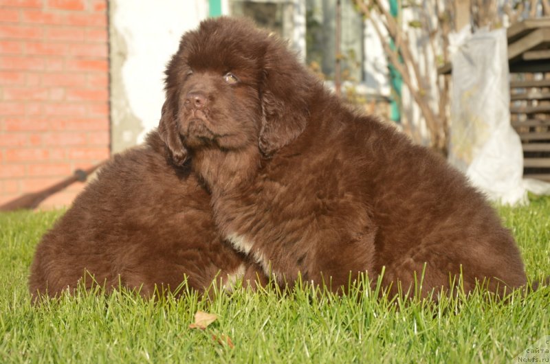 Фотография № 230469