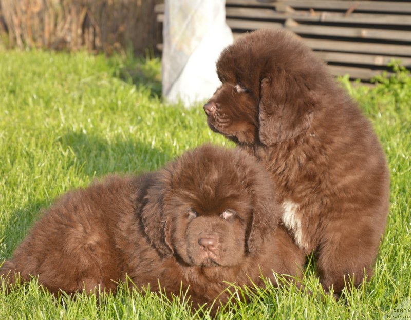 Фотография № 230470