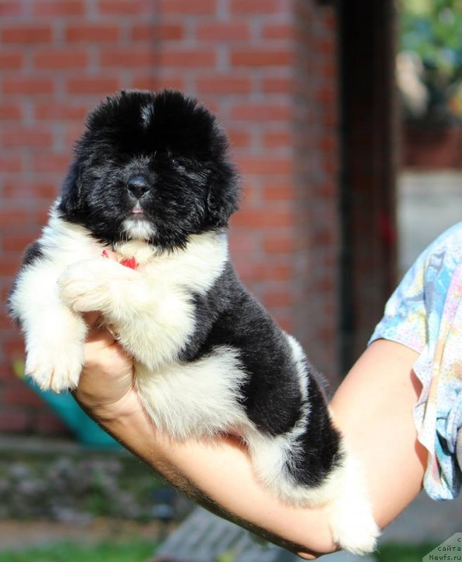 Фото: ньюфаундленд Super Premium YUliy Cezar' (Супер Премиум Юлий Цезарь)