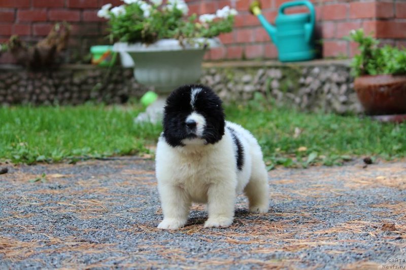 Фото: ньюфаундленд Super Premium You are my heart (Супер Премиум Ю май хат)