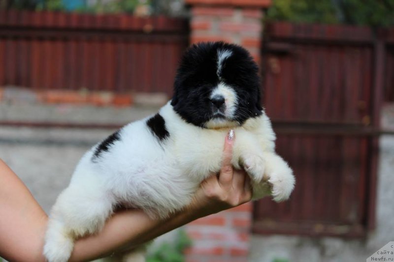 Фотография № 230483