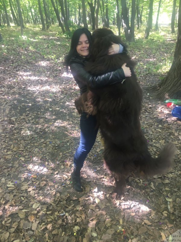 Фото: ньюфаундленд Braunblad MSK Ben-Ami Lon (Браунблад МСК Бен-Ами Лон)