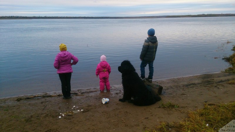 Фото: ньюфаундленд Prekrasnyiy Princ iz Kovrova (Прекрасный Принц из Коврова)