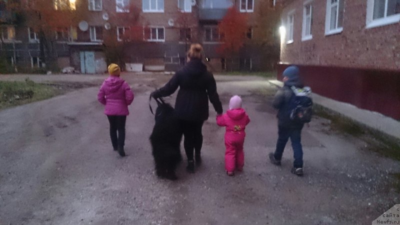 Фото: ньюфаундленд Prekrasnyiy Princ iz Kovrova (Прекрасный Принц из Коврова)