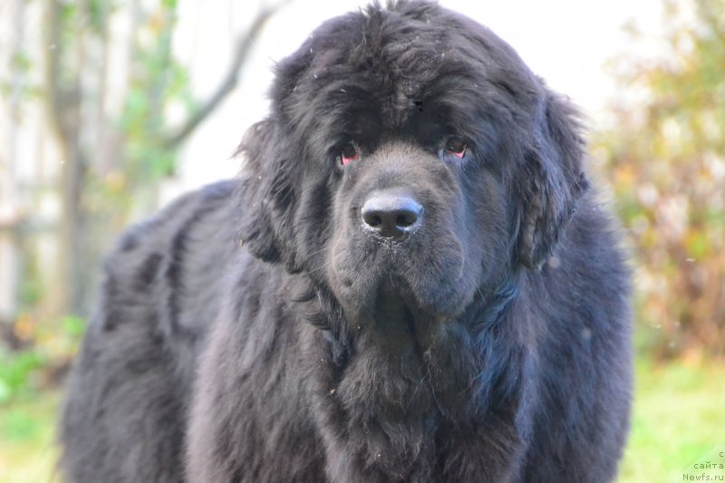 Фото: ньюфаундленд Talisman Morya La-Valetta (Талисман Моря Ла-Валетта)