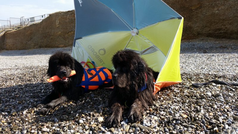 Фотография № 230494