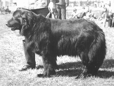 Фото: ньюфаундленд Glor Nyuta (Глор Нюта)