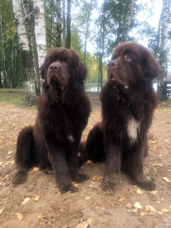 Фото: ньюфаундленд Brownblood MSK Larchie Ardon (Браунблад МСК Ларчи Ардон), ньюфаундленд Brownblood MSK Abrams-Strong (Браунблад МСК Абрамс-Стронг)