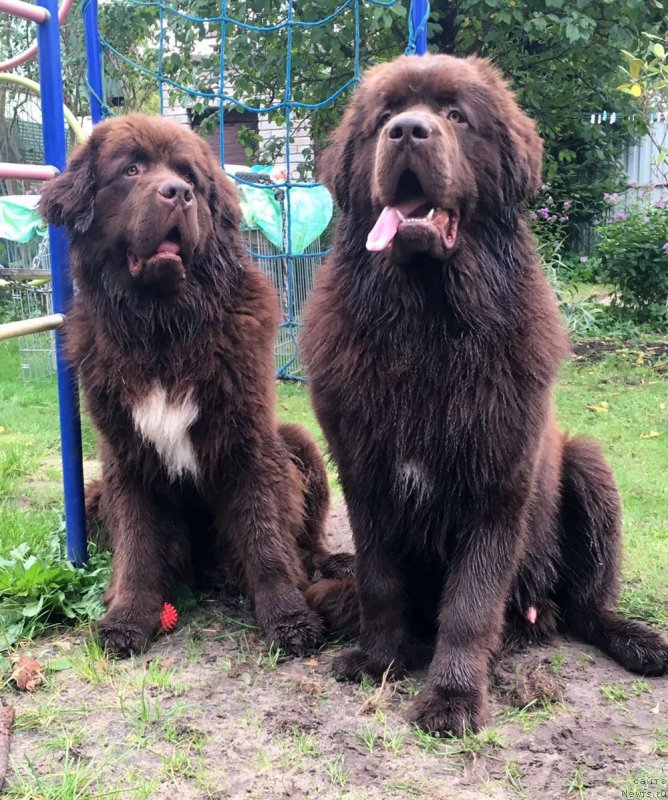 Фото: ньюфаундленд Brownblood MSK Abrams-Strong (Браунблад МСК Абрамс-Стронг), ньюфаундленд Brownblood MSK Larchie Ardon (Браунблад МСК Ларчи Ардон)