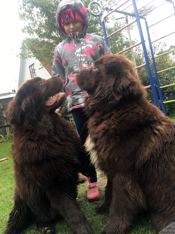 Фото: ньюфаундленд Brownblood MSK Larchie Ardon (Браунблад МСК Ларчи Ардон), ньюфаундленд Brownblood MSK Abrams-Strong (Браунблад МСК Абрамс-Стронг)