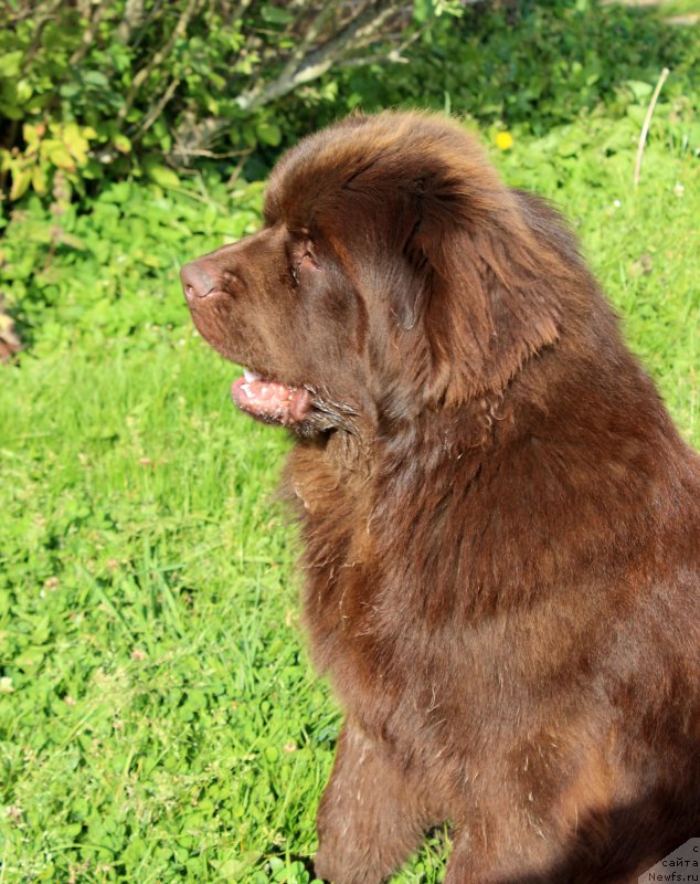 Фото: ньюфаундленд Brownblood MSK Lyon Labi-Roni (Браунблад  МСК Лион Лаби-Рони)