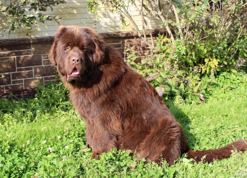 Фото: ньюфаундленд Brownblood MSK Lyon Labi-Roni (Браунблад  МСК Лион Лаби-Рони)
