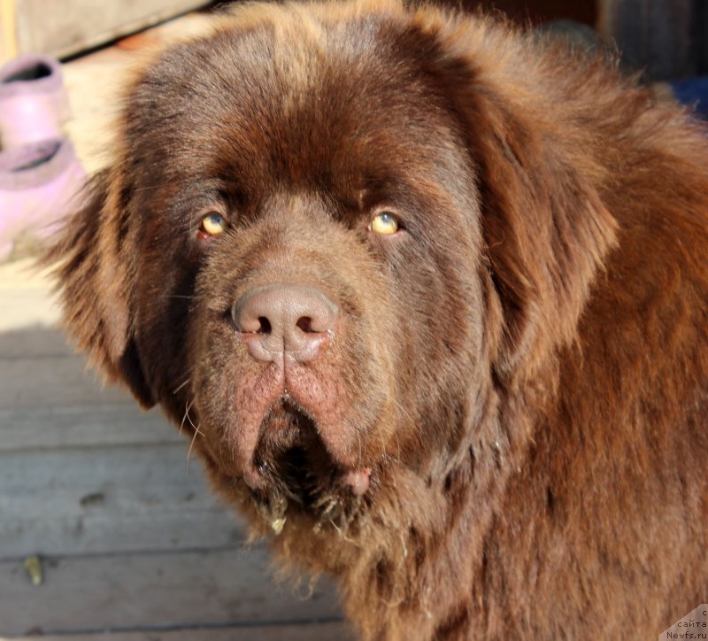 Фото: ньюфаундленд Brownblood MSK Lyon Labi-Roni (Браунблад  МСК Лион Лаби-Рони)