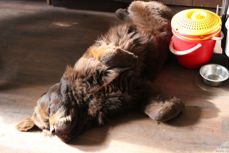 Фото: ньюфаундленд Brownblood MSK Lyon Labi-Roni (Браунблад  МСК Лион Лаби-Рони)