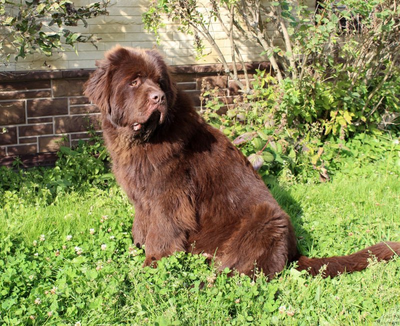 Фото: ньюфаундленд Brownblood MSK Lyon Labi-Roni (Браунблад  МСК Лион Лаби-Рони)