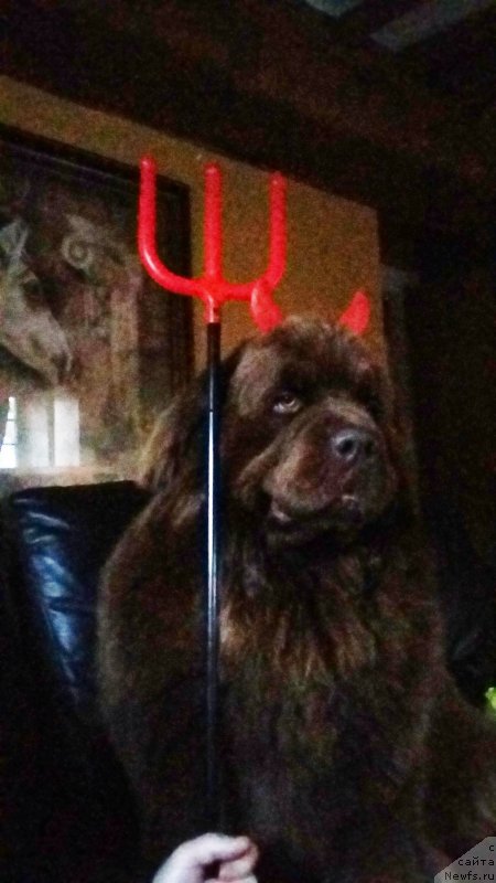 Фото: ньюфаундленд Nobl King May Lord Simba (Нобл Кинг Май Лорд Симба)