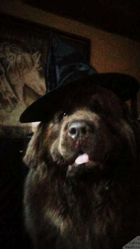 Фото: ньюфаундленд Nobl King May Lord Simba (Нобл Кинг Май Лорд Симба)