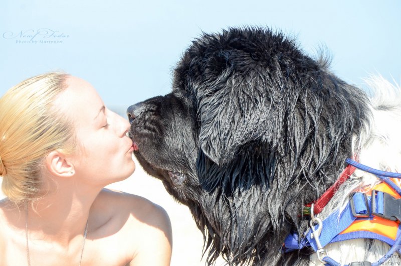 Фото: ньюфаундленд Angels Keeper Nibelung (Энджелс Кипер Нибелунг), Ol'ga Martyinova (Ольга Мартынова)