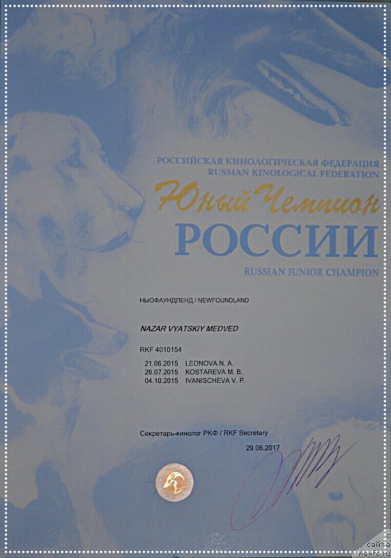 Фото: ньюфаундленд Nazar Vyatskiy Medved (Назар Вятский Медведь)