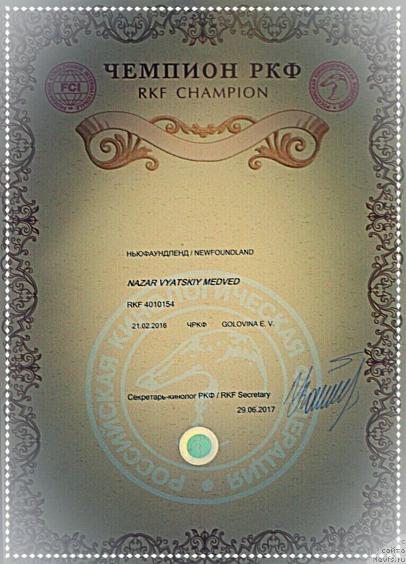 Фото: ньюфаундленд Nazar Vyatskiy Medved (Назар Вятский Медведь)