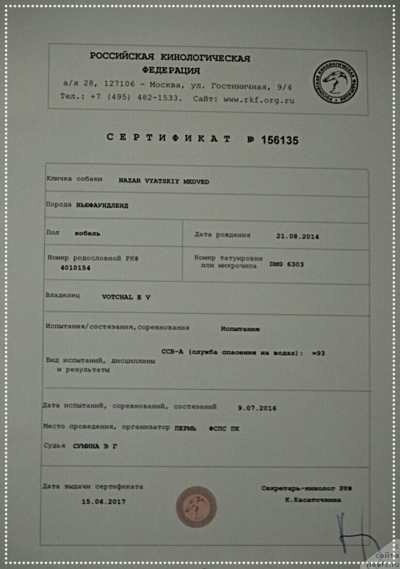 Фото: ньюфаундленд Nazar Vyatskiy Medved (Назар Вятский Медведь)