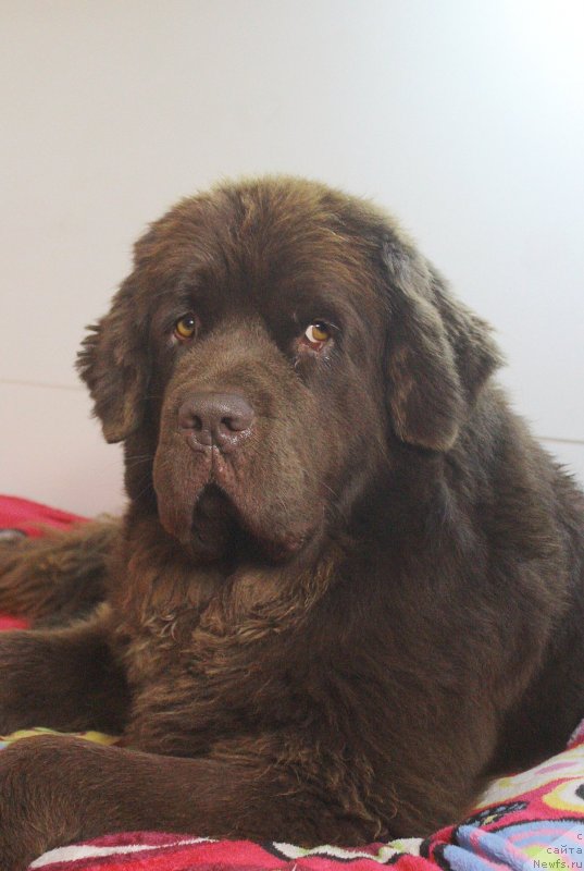 Фото: ньюфаундленд Naomi Tagoliri for Brouwnblood (Наоми Таголири фор Браунблад)