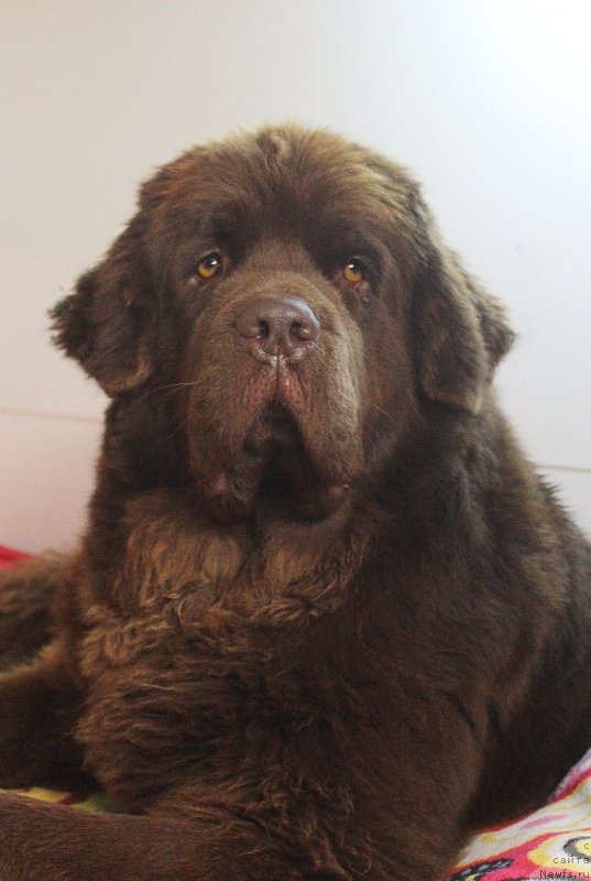 Фото: ньюфаундленд Naomi Tagoliri for Brouwnblood (Наоми Таголири фор Браунблад)