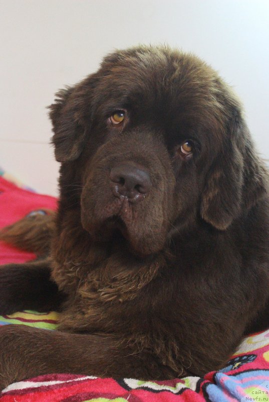 Фото: ньюфаундленд Naomi Tagoliri for Brouwnblood (Наоми Таголири фор Браунблад)