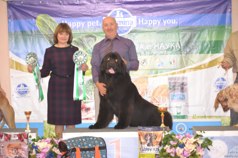 Фото: ньюфаундленд Sent Djons Exclusive (Сент Джонс Эксклюзив)