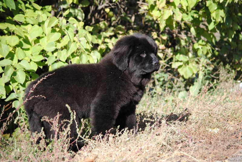 Фото: ньюфаундленд Moya Stihiya O'Hara (Моя Стихия О'Хара)