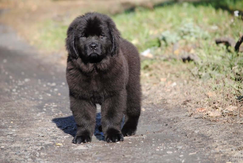 Фото: ньюфаундленд Moya Stihiya O'Hara (Моя Стихия О'Хара)