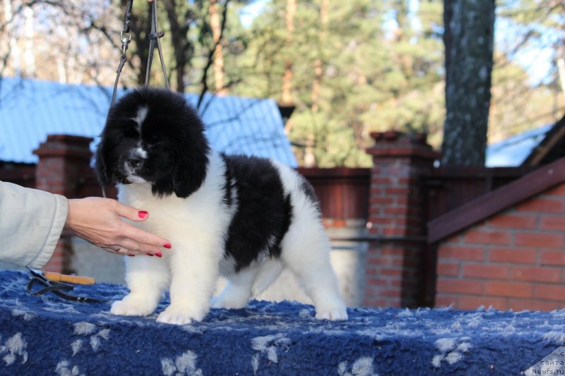 Фото: ньюфаундленд Super Premium Yelena Princess of Russia (Супер Премиум Юелена Принцесс оф Россия)