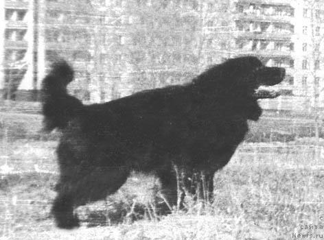 Фото: ньюфаундленд Zar Maconi (Зар Мацони)