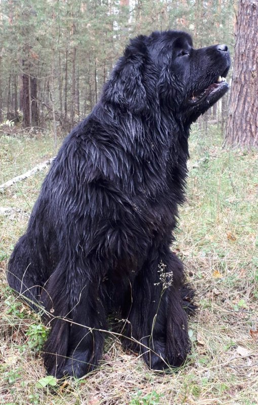 Фотография № 230603