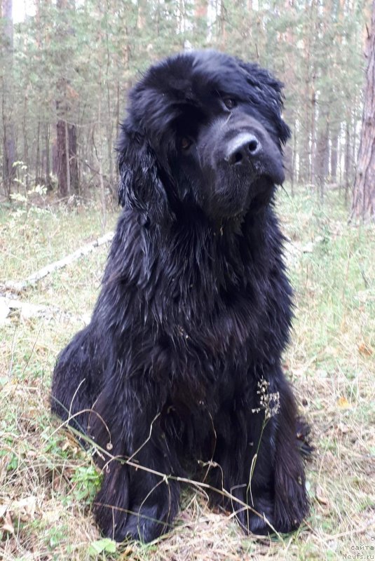 Фотография № 230606