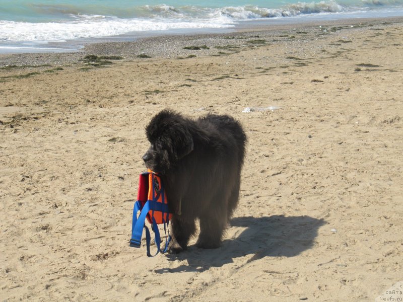 Фотография № 230618