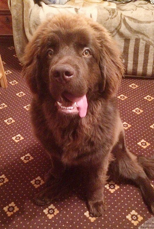 Фото: ньюфаундленд Braunblad MSK Djeyn Vendi (Браунблад МСК Джейн Венди)