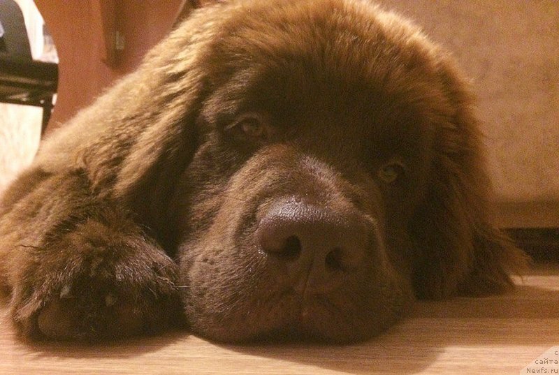 Фото: ньюфаундленд Braunblad MSK Djeyn Vendi (Браунблад МСК Джейн Венди)