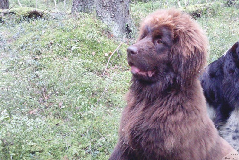 Фото: ньюфаундленд Brownblood MSK Darlina Joy (Браунблад МСК Дарлина Джой)