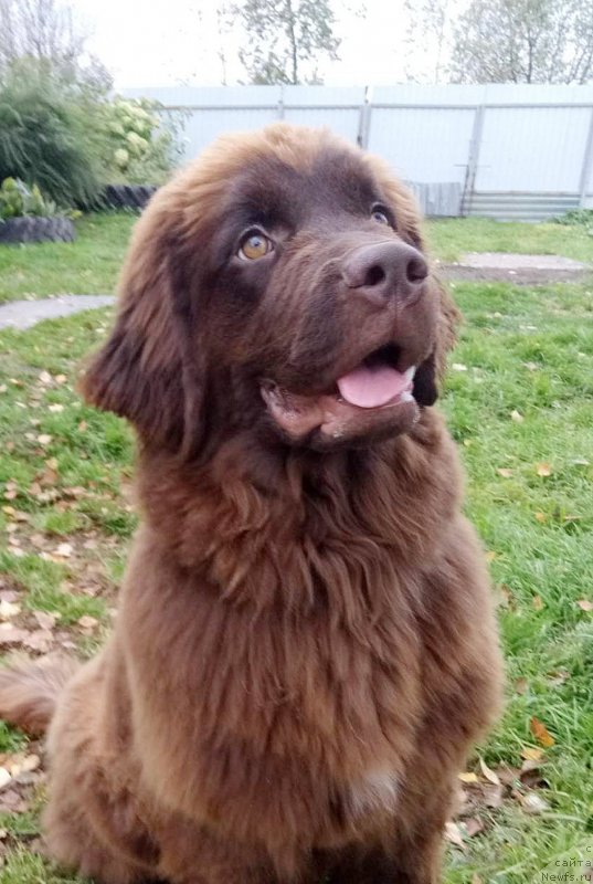 Фото: ньюфаундленд Brownblood MSK Drimi Ein (Браунблад МСК Дрими Эйн)