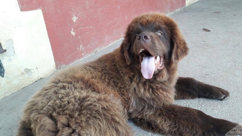 Фото: ньюфаундленд Braunblad MSK Djoy Orson (Браунблад МСК Джой Орсон)