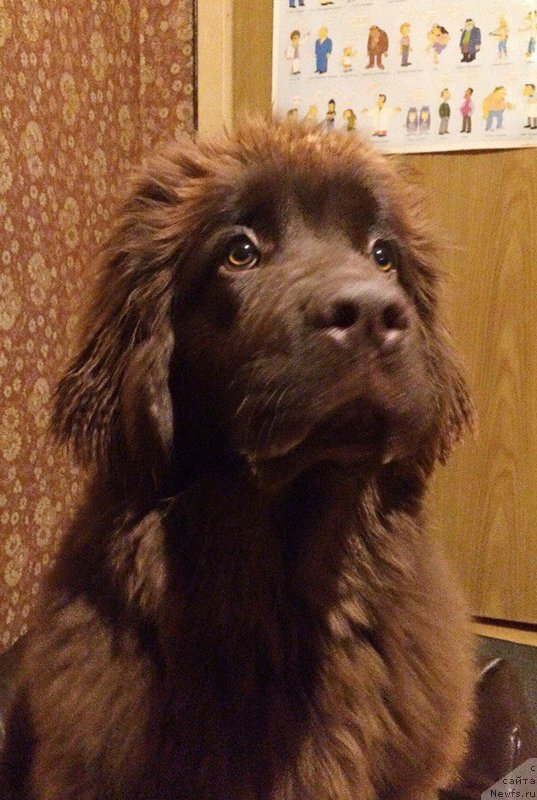 Фото: ньюфаундленд Brownblood MSK Darley Rinna (Браунблад МСК Дарли Ринна)