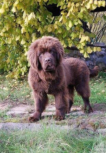 Фото: ньюфаундленд Braunblad MSK Dvayt Garnet (Браунблад МСК Двайт Гарнет)