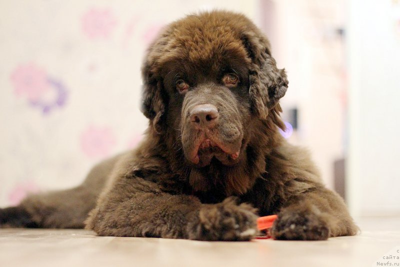 Фото: ньюфаундленд Braunblad MSK Daymond Maks (Браунблад МСК Даймонд Макс)