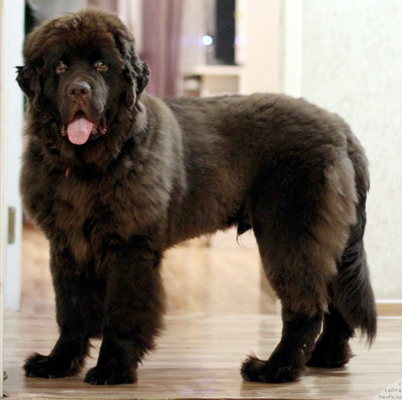 Фото: ньюфаундленд Braunblad MSK Daymond Maks (Браунблад МСК Даймонд Макс)