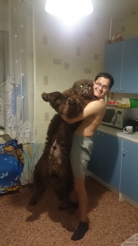 Фото: ньюфаундленд Braunblad MSK Daymond Maks (Браунблад МСК Даймонд Макс)