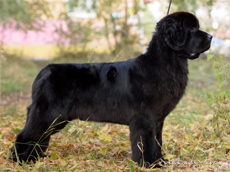 Фотография № 230645