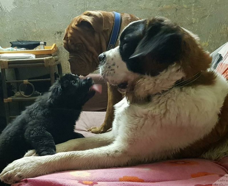 Фотография № 230653